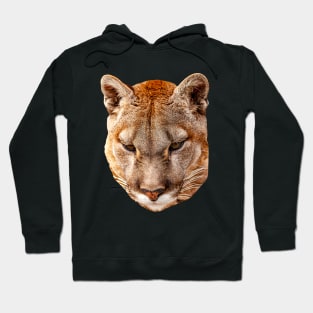 Mountain Lion looking down Hoodie